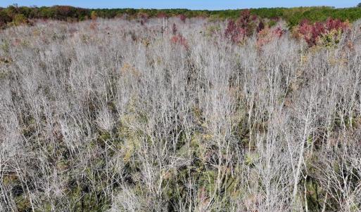 Photo #15 of SOLD property in Off Buck Swamp Road, Pikeville, NC 30.5 acres