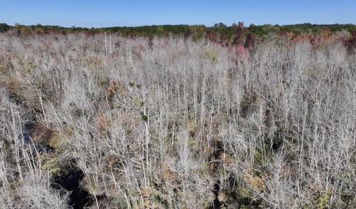 Photo #17 of SOLD property in Off Buck Swamp Road, Pikeville, NC 30.5 acres