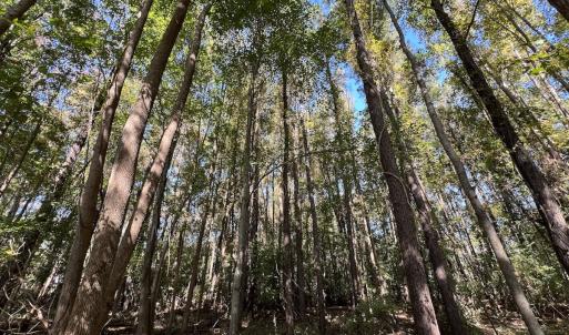 Photo #29 of SOLD property in Off Buck Swamp Road, Pikeville, NC 30.5 acres