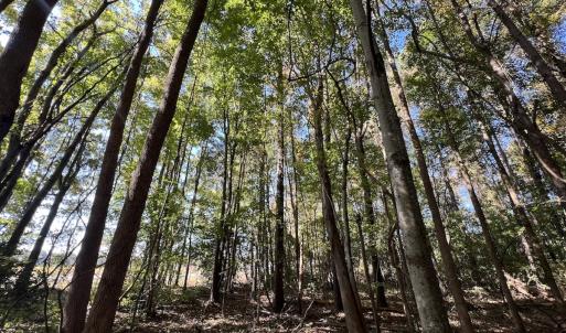 Photo #30 of SOLD property in Off Buck Swamp Road, Pikeville, NC 30.5 acres