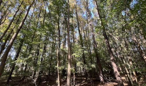Photo #31 of SOLD property in Off Buck Swamp Road, Pikeville, NC 30.5 acres
