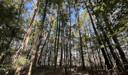 Photo #32 of SOLD property in Off Buck Swamp Road, Pikeville, NC 30.5 acres