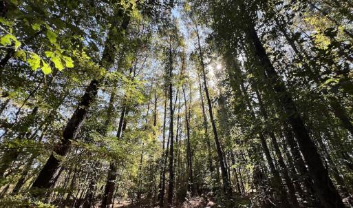 Photo #33 of SOLD property in Off Buck Swamp Road, Pikeville, NC 30.5 acres