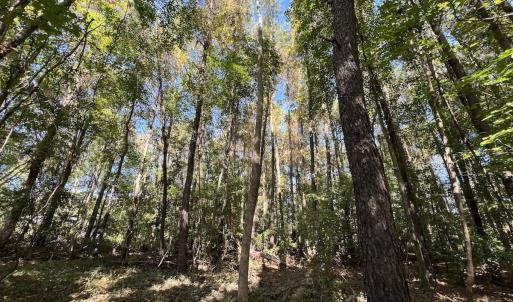 Photo #36 of SOLD property in Off Buck Swamp Road, Pikeville, NC 30.5 acres