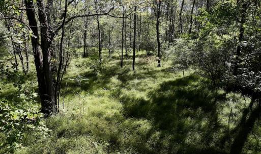 Photo #13 of SOLD property in Off Old Maple Rd. , Warrenton, NC 9.7 acres