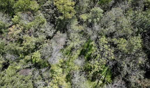 Photo #17 of SOLD property in Off Old Maple Rd. , Warrenton, NC 9.7 acres