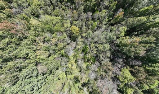 Photo #18 of SOLD property in Off Old Maple Rd. , Warrenton, NC 9.7 acres