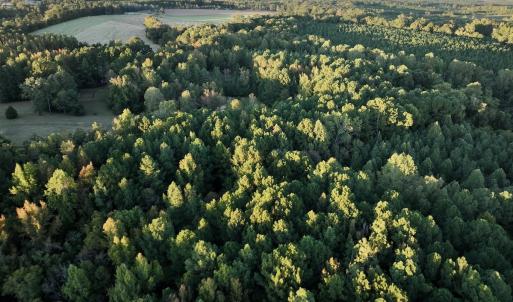 Photo #4 of SOLD property in Off Old Maple Rd. , Warrenton, NC 9.7 acres