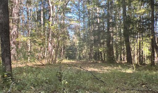 Photo #21 of SOLD property in Off Old Maple Rd. , Warrenton, NC 9.7 acres