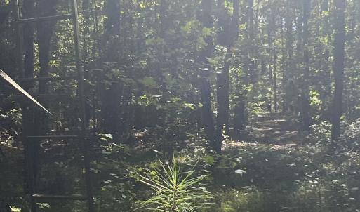 Photo #22 of SOLD property in Off Old Maple Rd. , Warrenton, NC 9.7 acres