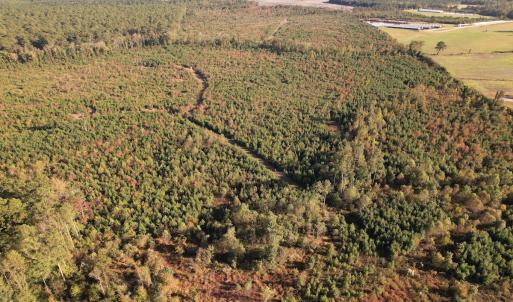 Photo #3 of SOLD property in Off Lightwood Bridge Road, Wallace, NC 90.0 acres