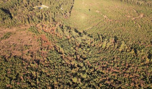 Photo #6 of SOLD property in Off Lightwood Bridge Road, Wallace, NC 90.0 acres