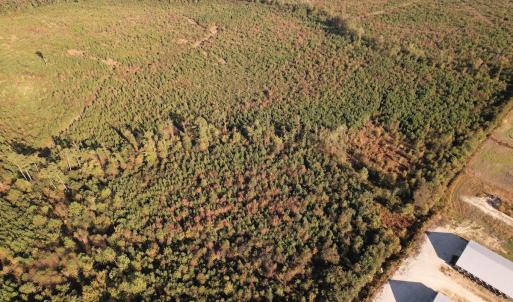 Photo #7 of SOLD property in Off Lightwood Bridge Road, Wallace, NC 90.0 acres