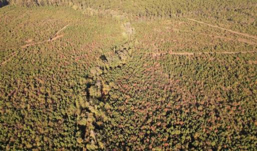 Photo #10 of SOLD property in Off Lightwood Bridge Road, Wallace, NC 90.0 acres