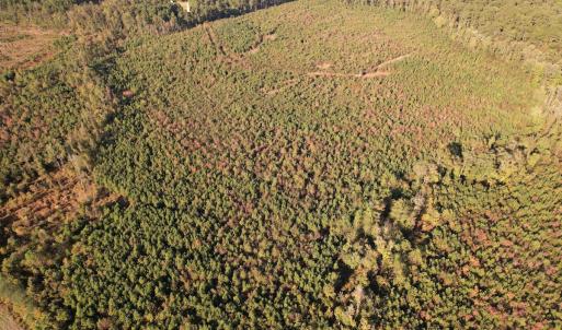 Photo #11 of SOLD property in Off Lightwood Bridge Road, Wallace, NC 90.0 acres