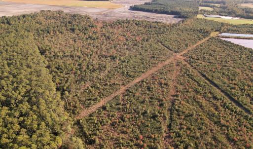 Photo #13 of SOLD property in Off Lightwood Bridge Road, Wallace, NC 90.0 acres