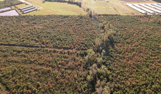 Photo #14 of SOLD property in Off Lightwood Bridge Road, Wallace, NC 90.0 acres