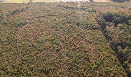Photo #16 of SOLD property in Off Lightwood Bridge Road, Wallace, NC 90.0 acres