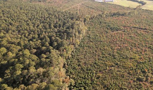Photo #17 of SOLD property in Off Lightwood Bridge Road, Wallace, NC 90.0 acres