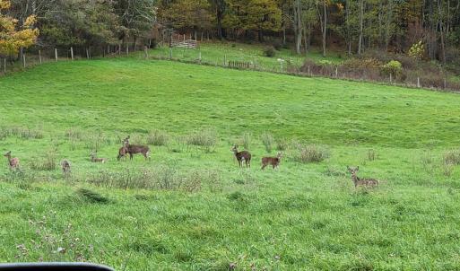 Photo #8 of SOLD property in Off Wimer Mountain Road, Blue Grass , VA 159.0 acres
