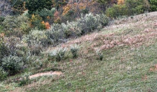 Photo #9 of SOLD property in Off Wimer Mountain Road, Blue Grass , VA 159.0 acres