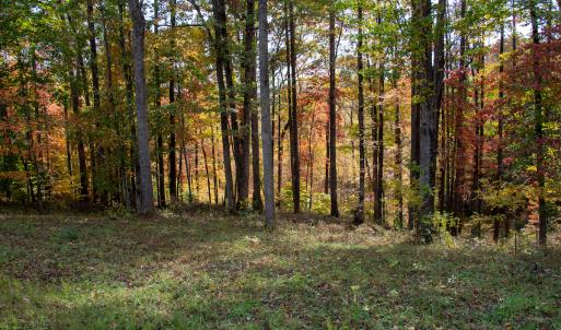 Photo #26 of SOLD property in Off Hardin Reynolds Rd, Critz, VA 39.8 acres