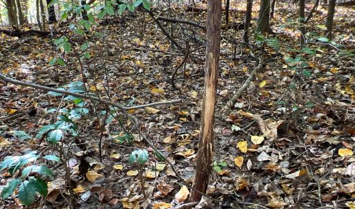 Photo #7 of Off Sarah Street , Bowling Green, VA 4.9 acres