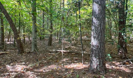 Photo #9 of Off Sarah Street , Bowling Green, VA 4.9 acres