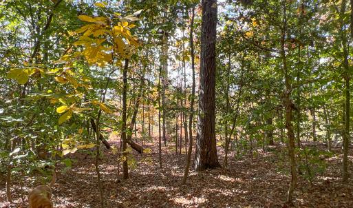 Photo #11 of Off Sarah Street , Bowling Green, VA 4.9 acres