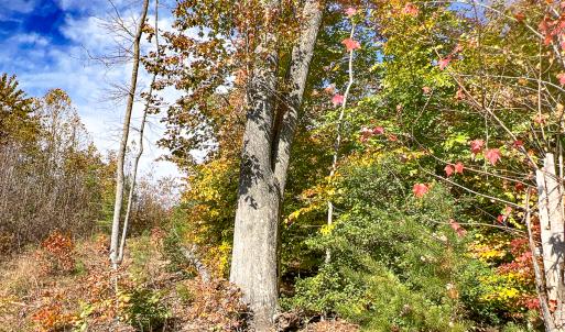 Photo #14 of Off Sarah Street , Bowling Green, VA 4.9 acres