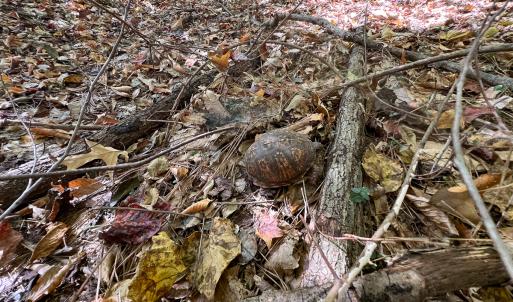 Photo #15 of Off Sarah Street , Bowling Green, VA 4.9 acres
