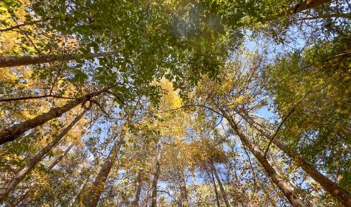 Photo #16 of Off Sarah Street , Bowling Green, VA 4.9 acres