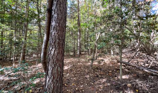 Photo #17 of Off Sarah Street , Bowling Green, VA 4.9 acres