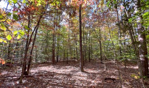Photo #18 of Off Sarah Street , Bowling Green, VA 4.9 acres
