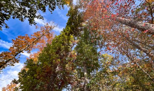 Photo #21 of Off Sarah Street , Bowling Green, VA 4.9 acres