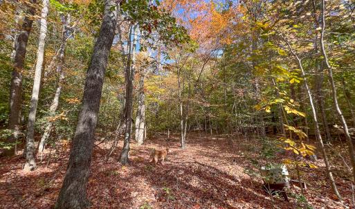 Photo #23 of Off Sarah Street , Bowling Green, VA 4.9 acres
