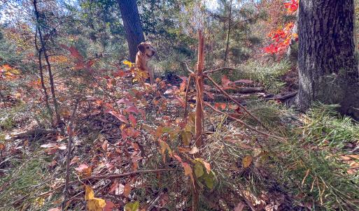Photo #26 of Off Sarah Street , Bowling Green, VA 4.9 acres