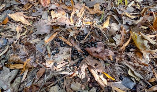Photo #31 of Off Sarah Street , Bowling Green, VA 4.9 acres