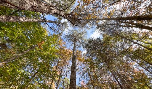 Photo #36 of Off Sarah Street , Bowling Green, VA 4.9 acres