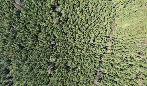 Photo #14 of SOLD property in Off Veaches Mill Road, Warsaw, NC 16.7 acres