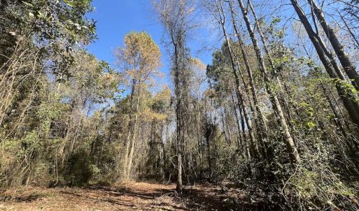 Photo #23 of SOLD property in Off Veaches Mill Road, Warsaw, NC 16.7 acres