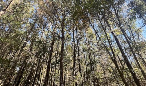 Photo #24 of SOLD property in Off Veaches Mill Road, Warsaw, NC 16.7 acres