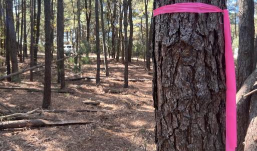 Photo #27 of SOLD property in Off Veaches Mill Road, Warsaw, NC 16.7 acres