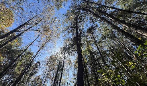 Photo #28 of SOLD property in Off Veaches Mill Road, Warsaw, NC 16.7 acres