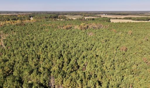 Photo #9 of SOLD property in Off Veaches Mill Road, Warsaw, NC 16.7 acres