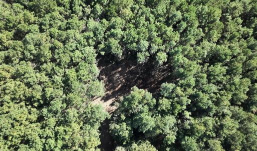 Photo #23 of SOLD property in Off Veaches Mill Road, Warsaw, NC 19.0 acres