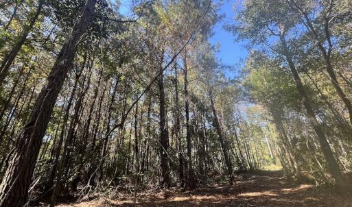 Photo #8 of SOLD property in Off Veaches Mill Road, Warsaw, NC 19.0 acres