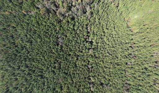 Photo #12 of SOLD property in Off Veaches Mill Road, Warsaw, NC 19.0 acres