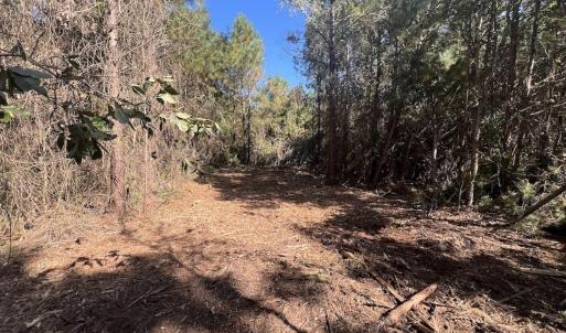 Photo #13 of SOLD property in Off Veaches Mill Road, Warsaw, NC 19.0 acres