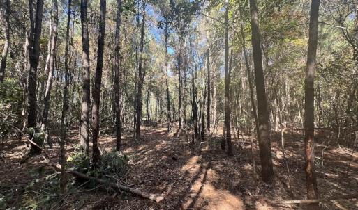 Photo #16 of SOLD property in Off Veaches Mill Road, Warsaw, NC 19.0 acres